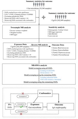 Causal effects between gut microbiota and IgA nephropathy: a bidirectional Mendelian randomization study